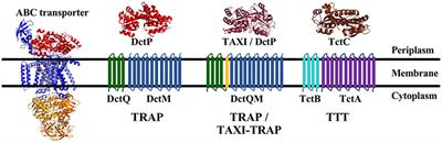 Tripartite ATP-Independent Periplasmic (TRAP) Transporters and Tripartite Tricarboxylate Transporters (TTT): From Uptake to Pathogenicity